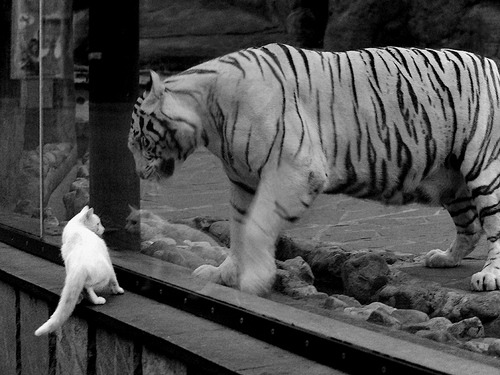 爱游戏体育在线-外援上场时间是否应进行总量限制，外援什么时候上场的