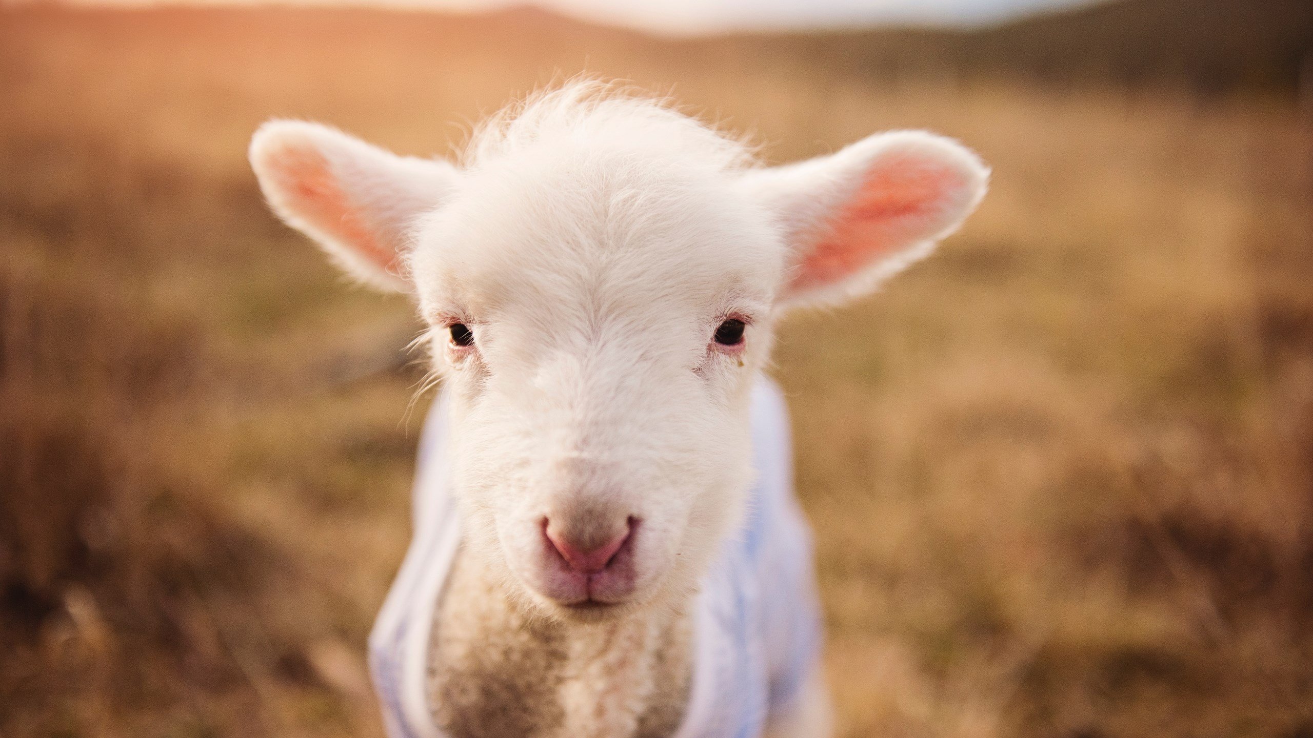 爱游戏平台-皇家社会保持传控风格掌控场上局势，皇家社会官网