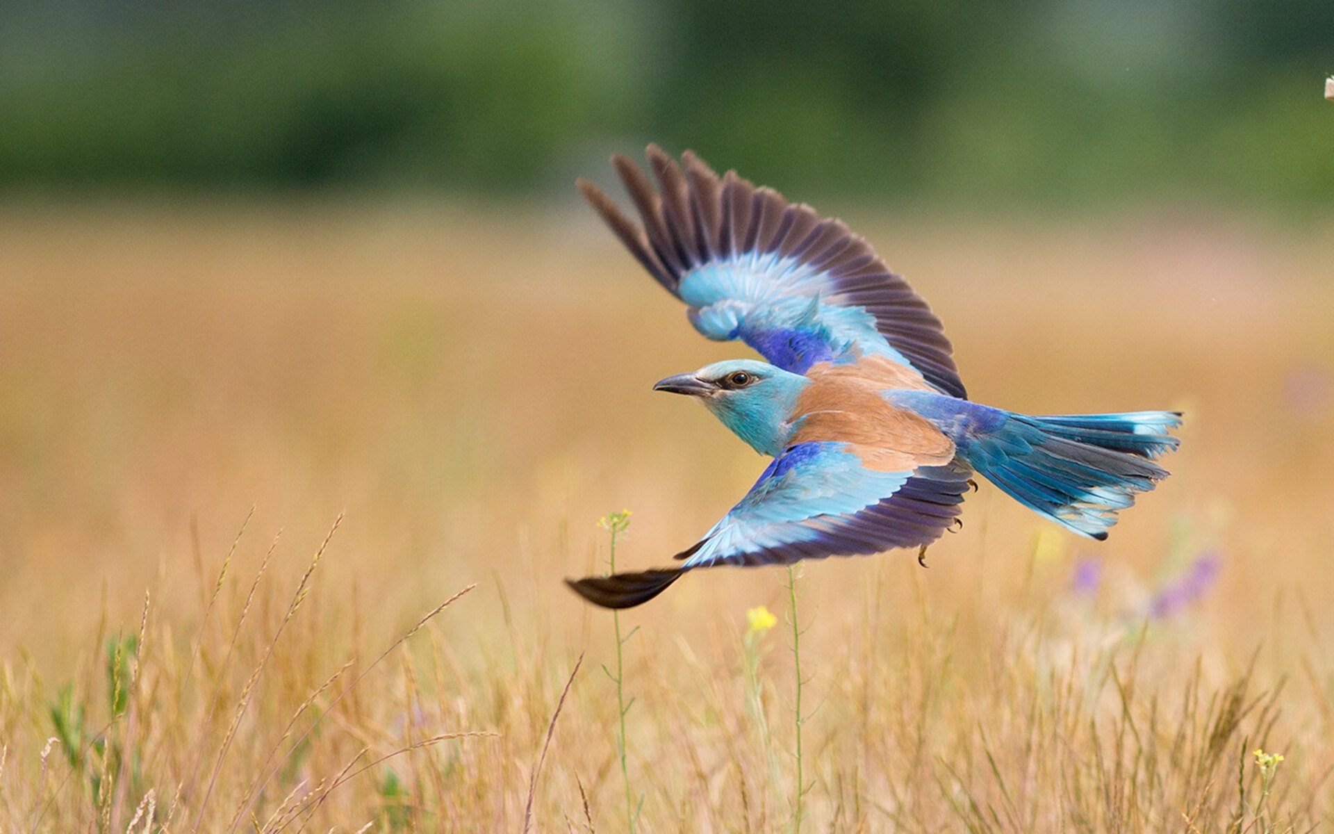 莱比锡红牛快速反击直击防守空位,莱比锡红牛战术特点