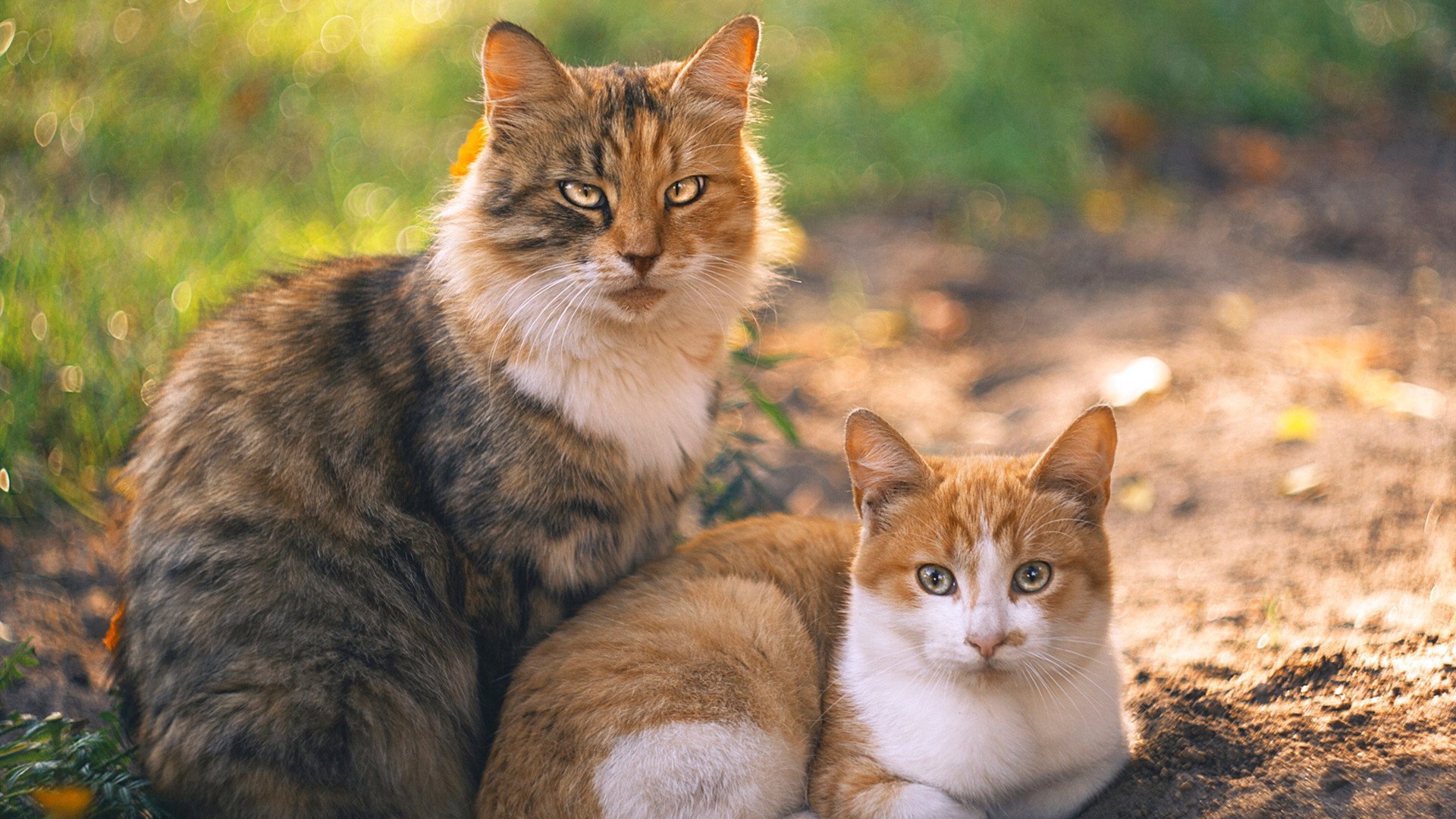 青训与大学足球脱节影响技术储备,足球青训淘汰率高的原因
