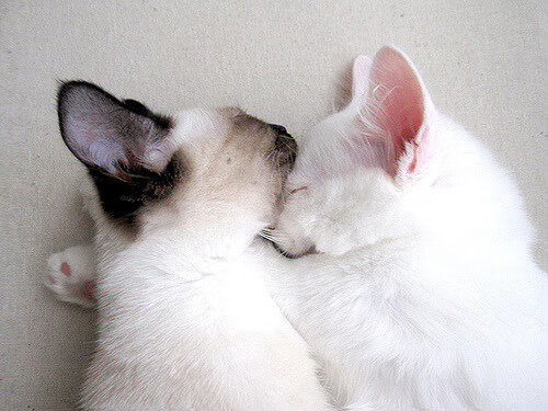 德甲快节奏反击:瞬间突入,赢得满堂彩!,德甲对抗