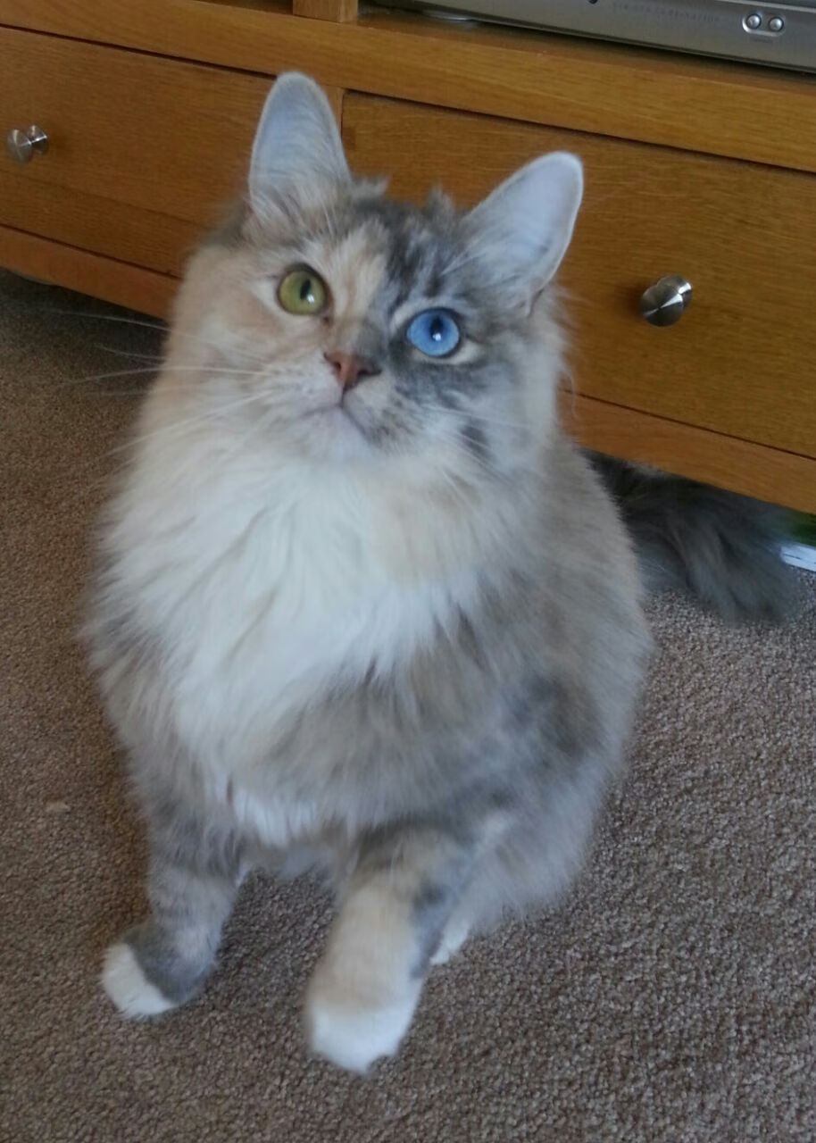 柯洁拼尽全力艰难取胜围棋名人赛,柯洁围棋冠军