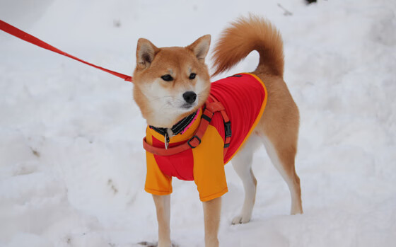 水球焦点战奥地利沉着应对
