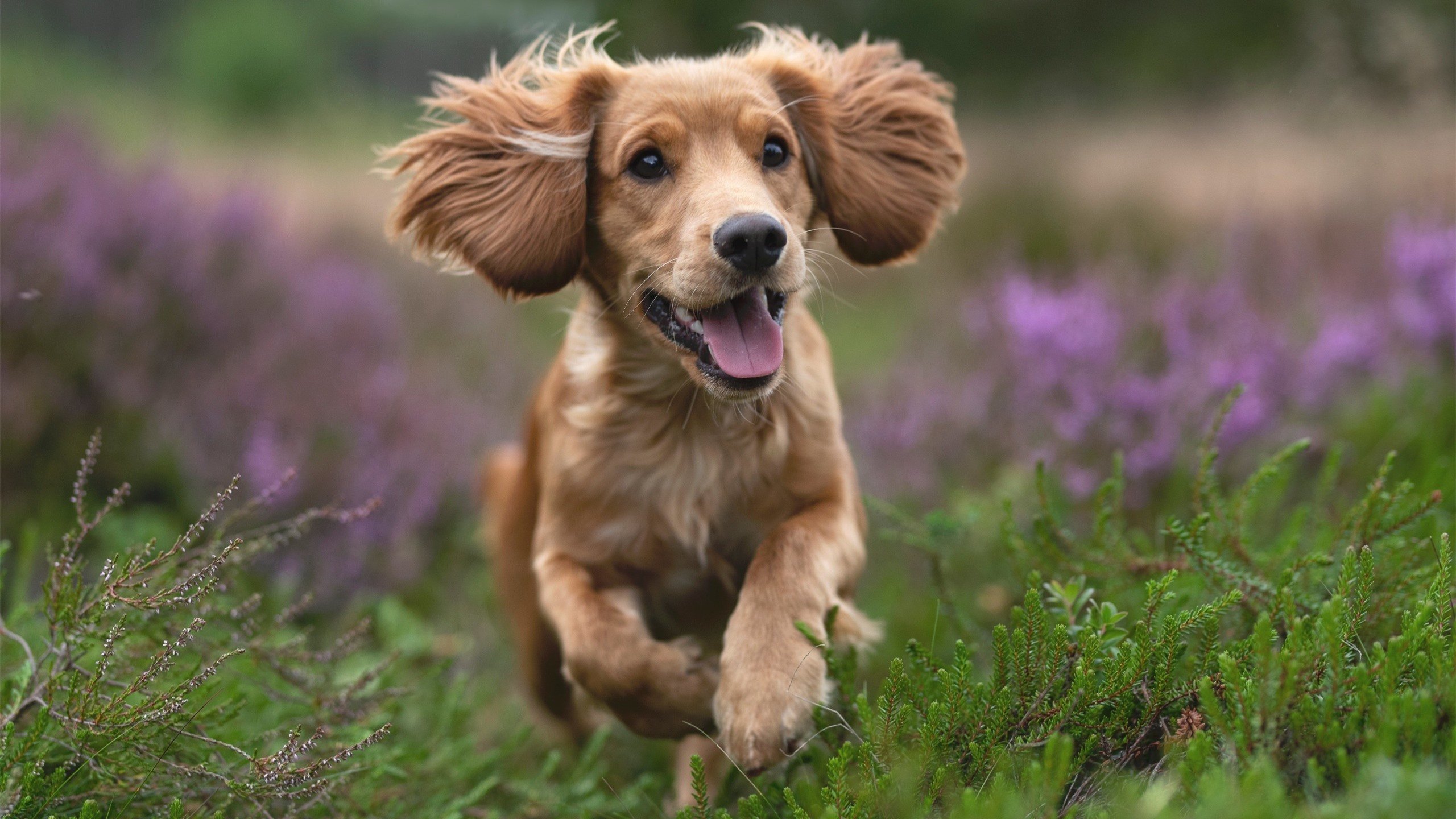 特色足球文化节成为国际交流的重要平台，促进多元合作，足球特色校园文化活动