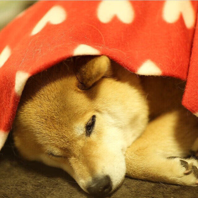 特色足球文化节成为国际交流的重要平台，促进多元合作，足球特色校园文化活动