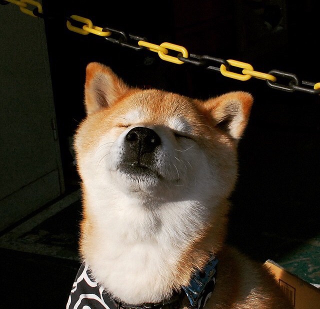 英格兰两队表现同步，橄榄球走向黄金时代，英国橄榄球