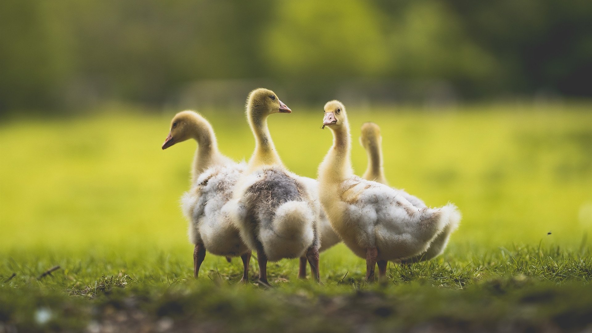 爱游戏体育app-西甲超级救球：门将绝佳表现，场面惊心动魄！，西甲门将扑救成功率