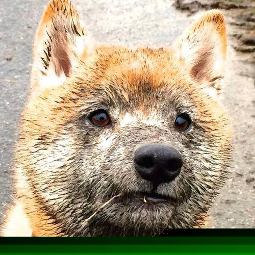 谷爱凌入选年度十大新锐体育人物榜，谷爱凌国家体育总局